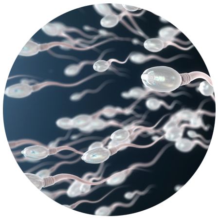 lab_sperma
